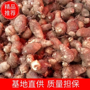 【精选】芋头大量上市，产地直发，价格便宜，保证质量