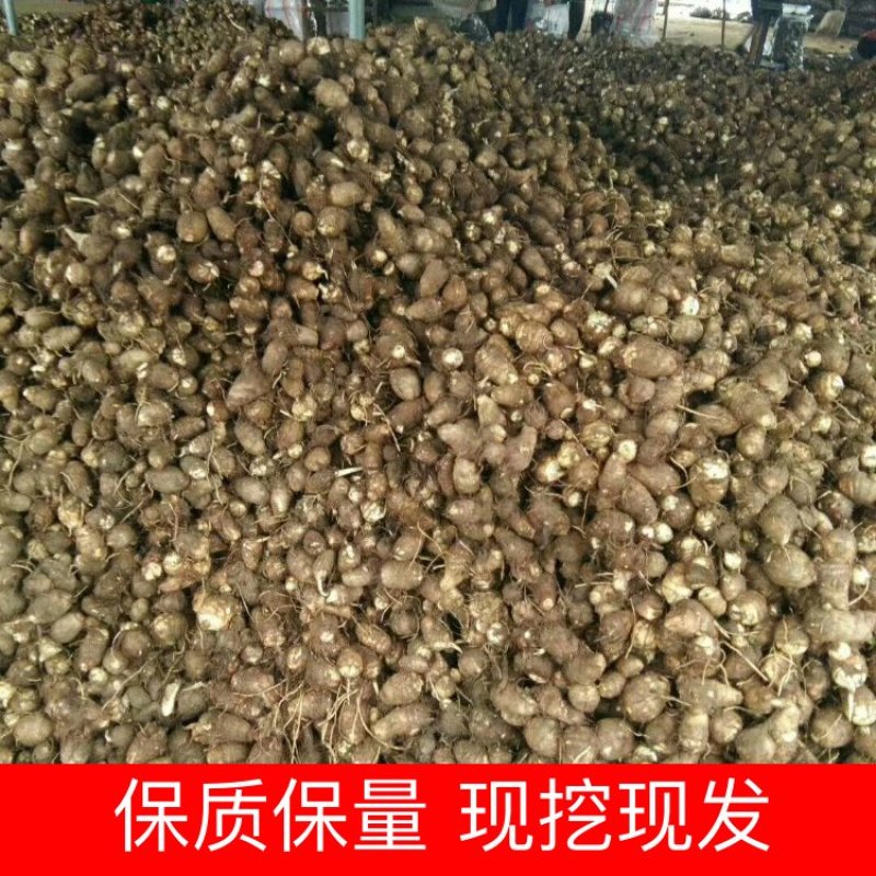【精选】芋头大量上市，产地直发，价格便宜，保证质量