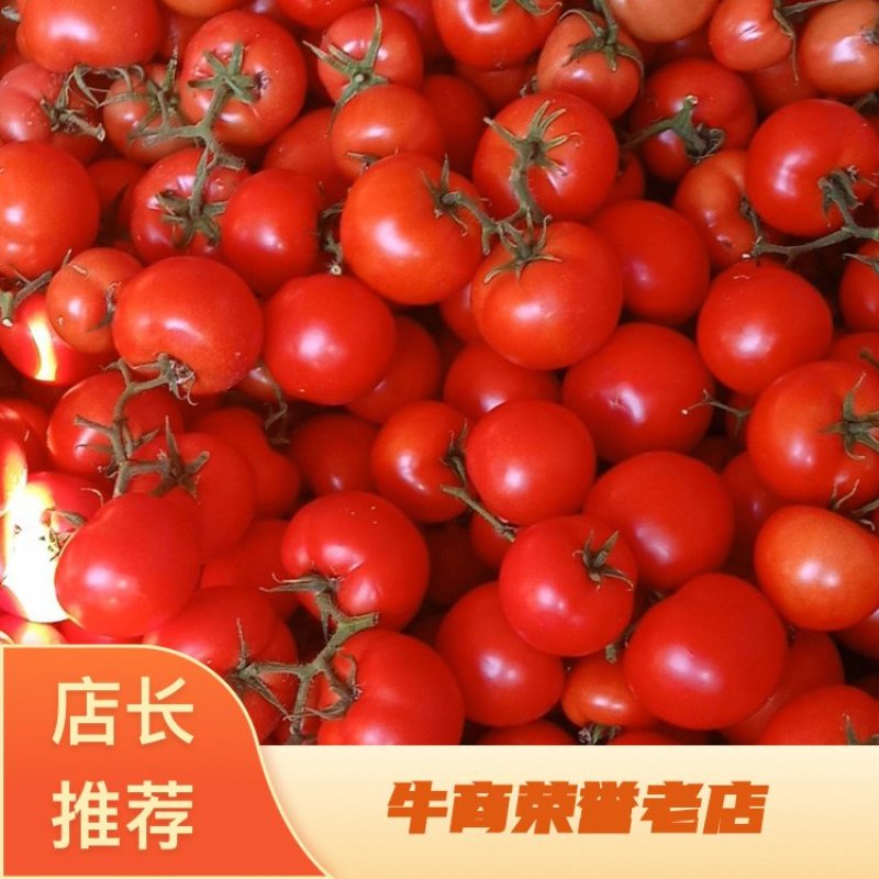 【精品】大红西红柿，山东大红，西红柿产地直发大量供应