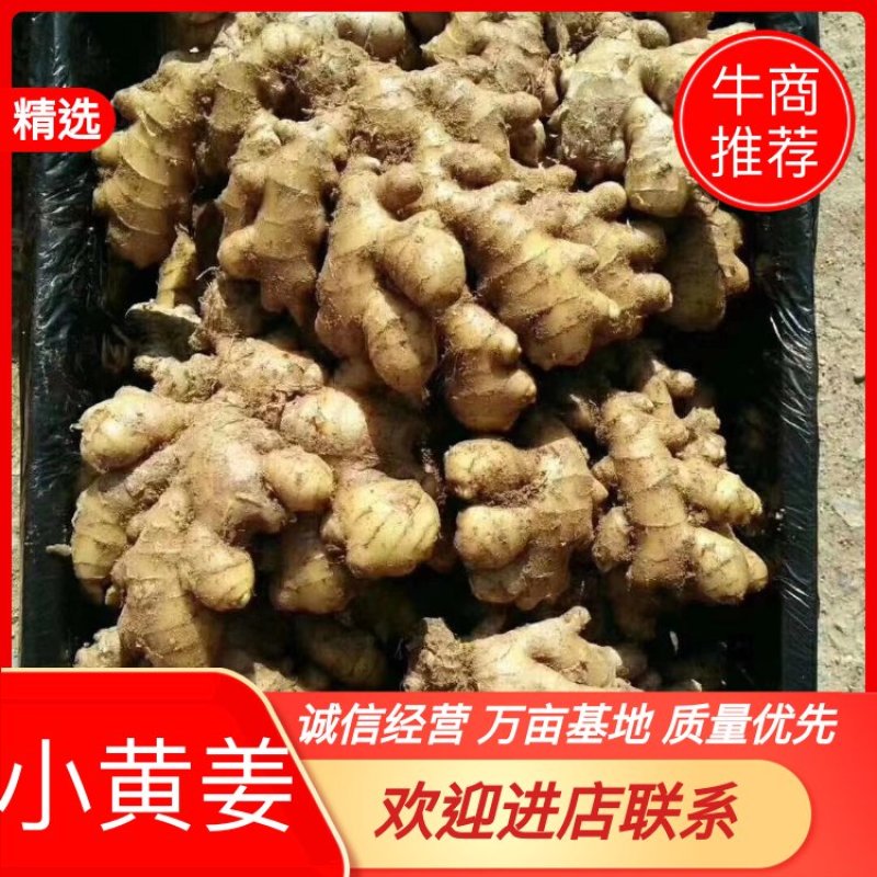 【精品】小黄姜，优质小黄姜。辣味足，货源充足，全国发货
