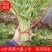 【茼蒿】小叶茼蒿大量现货，现采现发产地直发质量保证！
