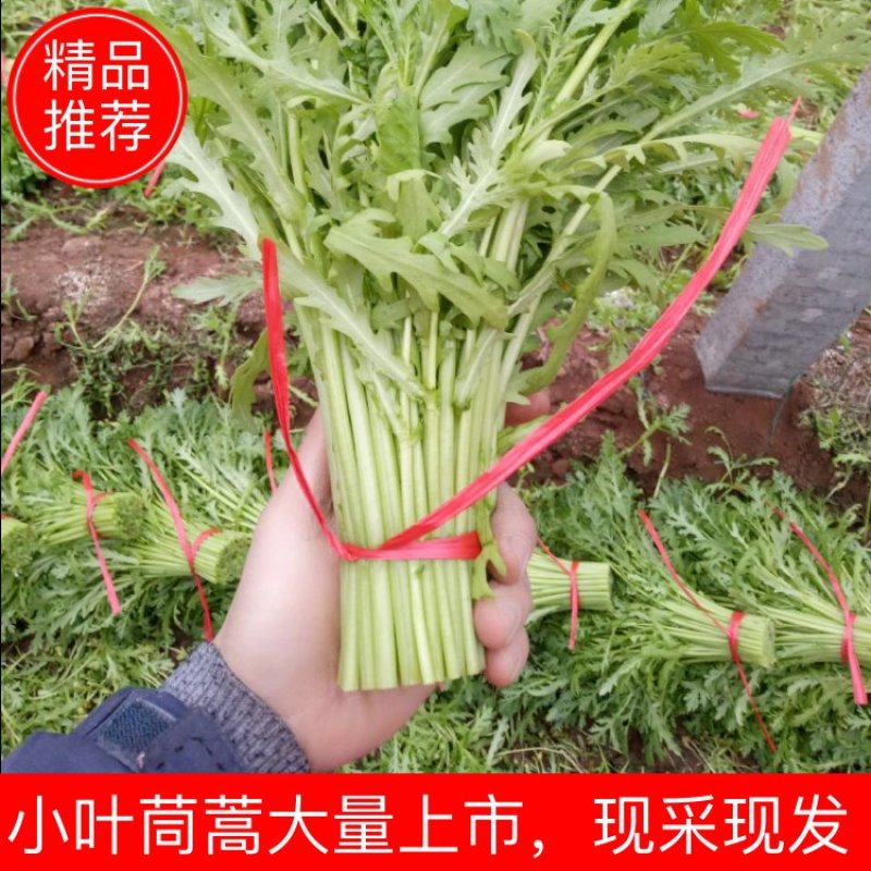 【茼蒿】小叶茼蒿大量现货，现采现发产地直发质量保证！