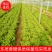 散叶生菜6两~8两可视频或者实地看货种植规模大