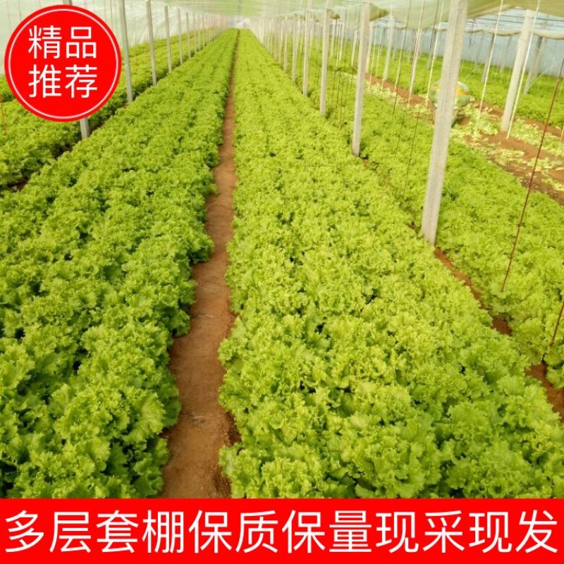 散叶生菜6两~8两可视频或者实地看货种植规模大