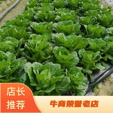 毛白菜大量供应中，质量好，价格优惠，欢迎新老客户前来咨询