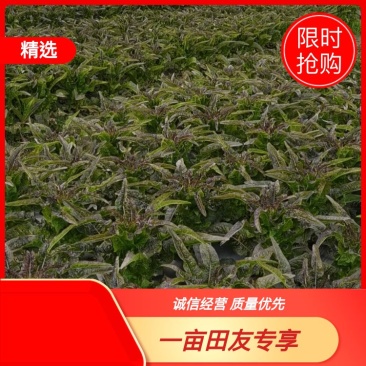 红叶莴苣大量供应中，质量好，价格优惠，欢迎采购