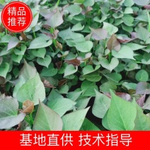 红薯苗，纯种高代脱毒西瓜红薯苗，正在火热预定中！！！