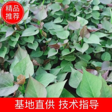 红薯苗，纯种高代脱毒西瓜红薯苗，正在火热预定中！！！