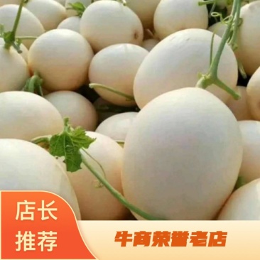菏泽甜红玉甜瓜甜度有保证量大优惠欢迎各地客商咨询选
