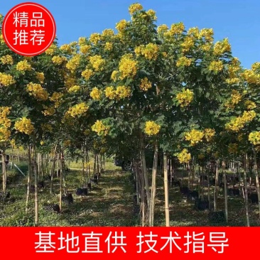 大量现货供应，黄槐4至6分，全冠A货，欢迎各位老板来电咨