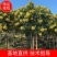 大量现货供应，黄槐4至6分，全冠A货，欢迎各位老板来电咨