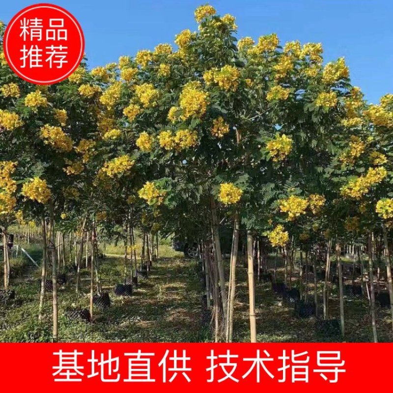 大量现货供应，黄槐4至6分，全冠A货，欢迎各位老板来电咨