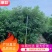 香樟1至3分，原生苗，大量现货供应各种规格品质保证