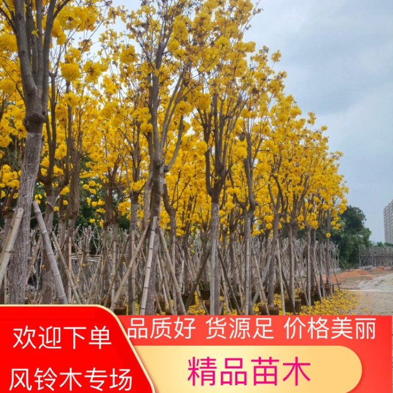【实力推荐】黄花风铃木4至15分，大量现货供应各种规格苗