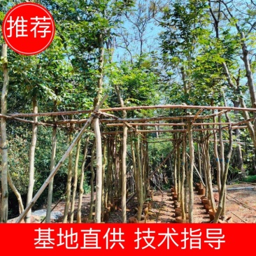 【基地直供】黄花梨5至10分，规格齐全，大量现货供应各种规格