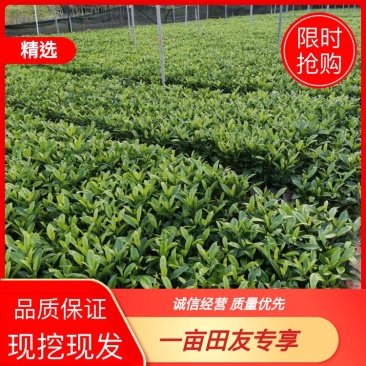 【精品】非洲茉莉7斤袋，规格齐全一手货源欢迎老板来电