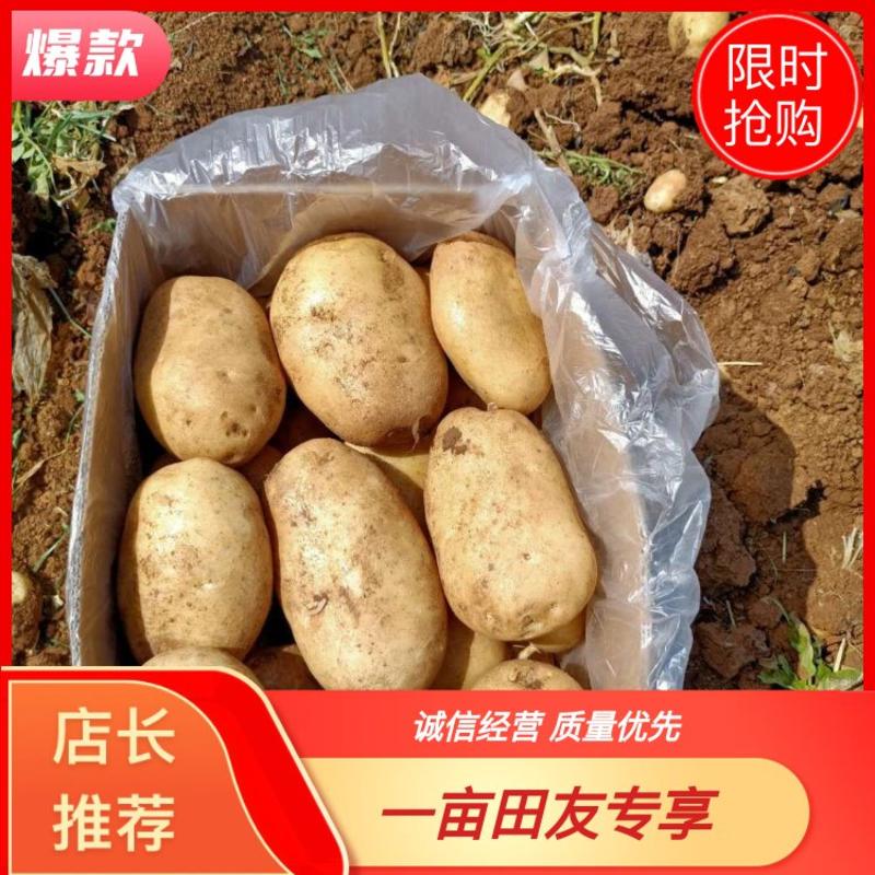 云南精品土豆丽薯6号产地直销货源充足质优价廉可视频看货