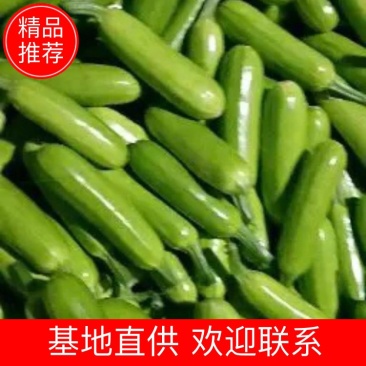 【热卖】山东西葫芦费县西葫芦可对接超市市场食堂