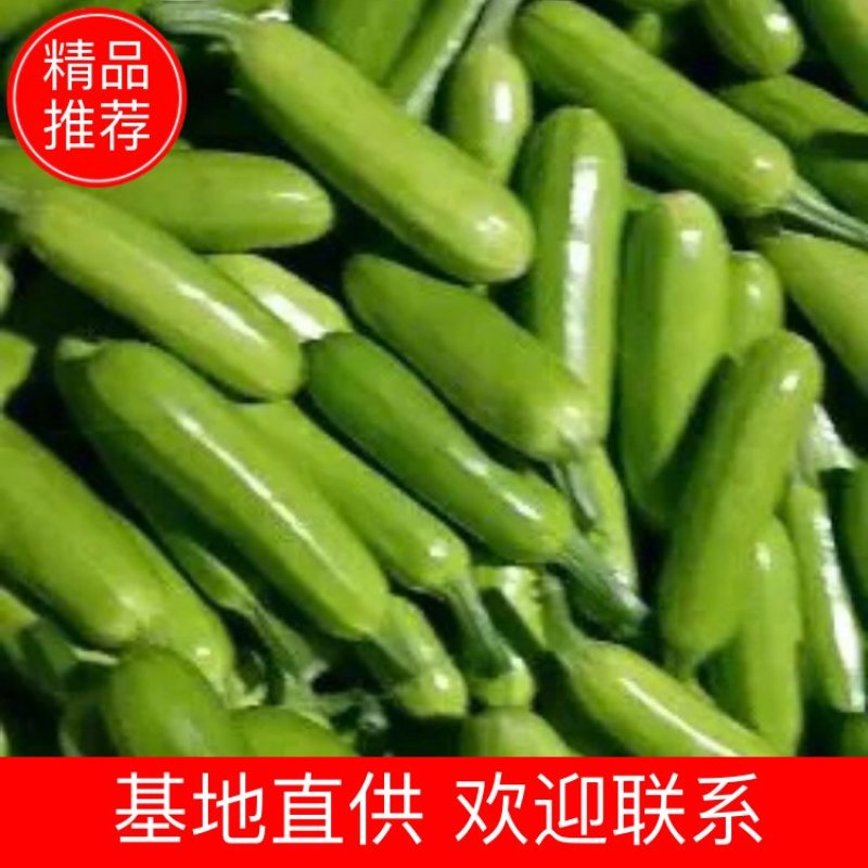 【热卖】山东西葫芦费县西葫芦可对接超市市场食堂