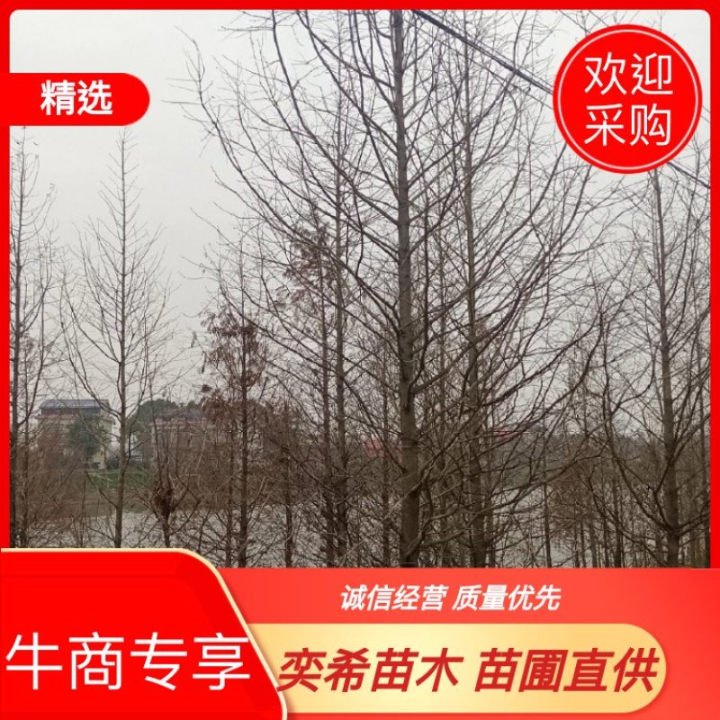 湖南水杉苗自家苗圃基地直发原土发送包成活一手货源