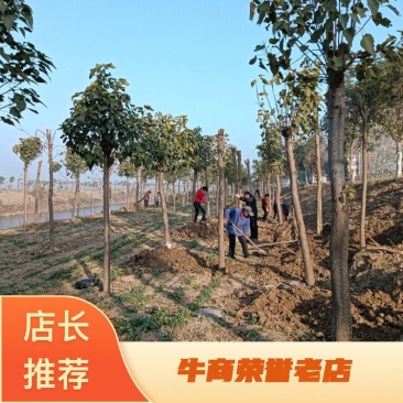 精品楸树规格齐全一手货源基地直发视频看货欢迎电话联系