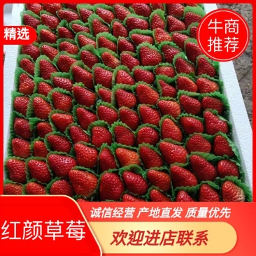 【大量上市】红颜草莓，产地发货，甘甜可口，量大价优，欢迎进店