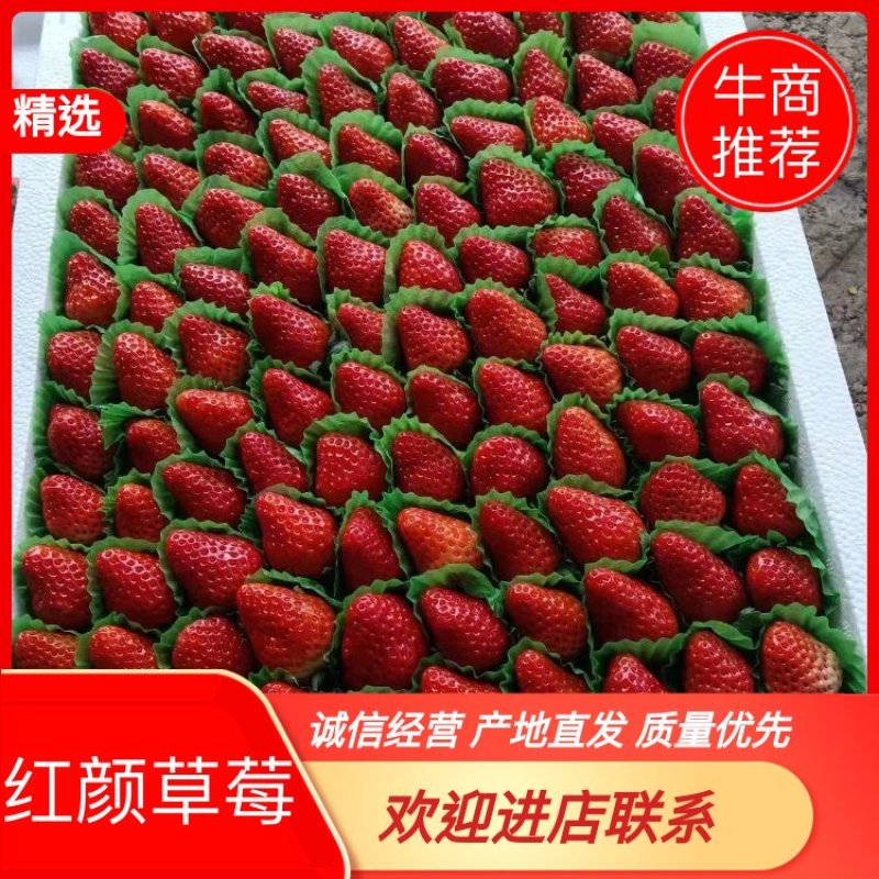 【大量上市】红颜草莓，产地发货，甘甜可口，量大价优，欢迎进店