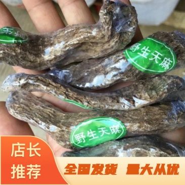 正宗昭通天麻昭通野生天麻昭通小草坝乌天麻