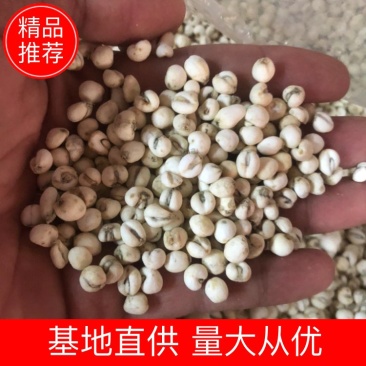 野生贝母川贝母0.2～0.3规格标准川贝货好价优