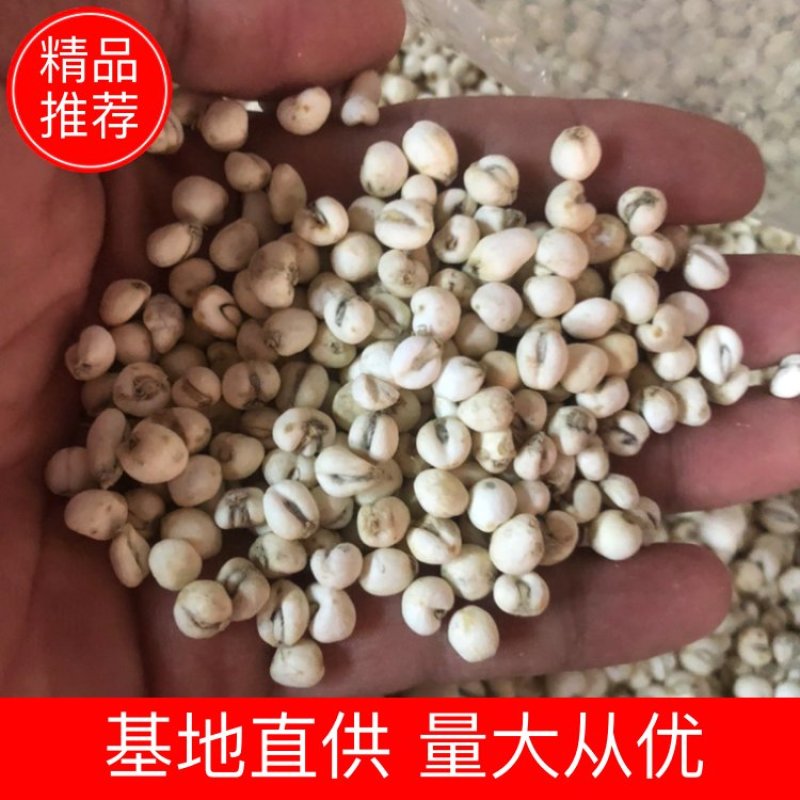 野生贝母川贝母0.2～0.3规格标准川贝货好价优