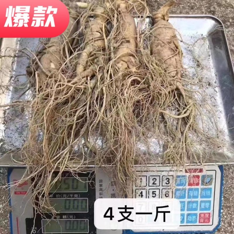新鲜人参批发价格真空包装顺丰包邮新鲜人参