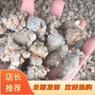 晟益三七文山三七60头80头水洗足干高档三七