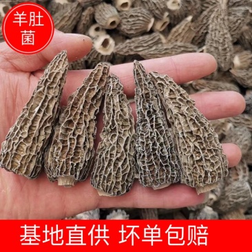 【羊肚菌】羊肚菌干货一手货源品质保证全国发货坏单包赔