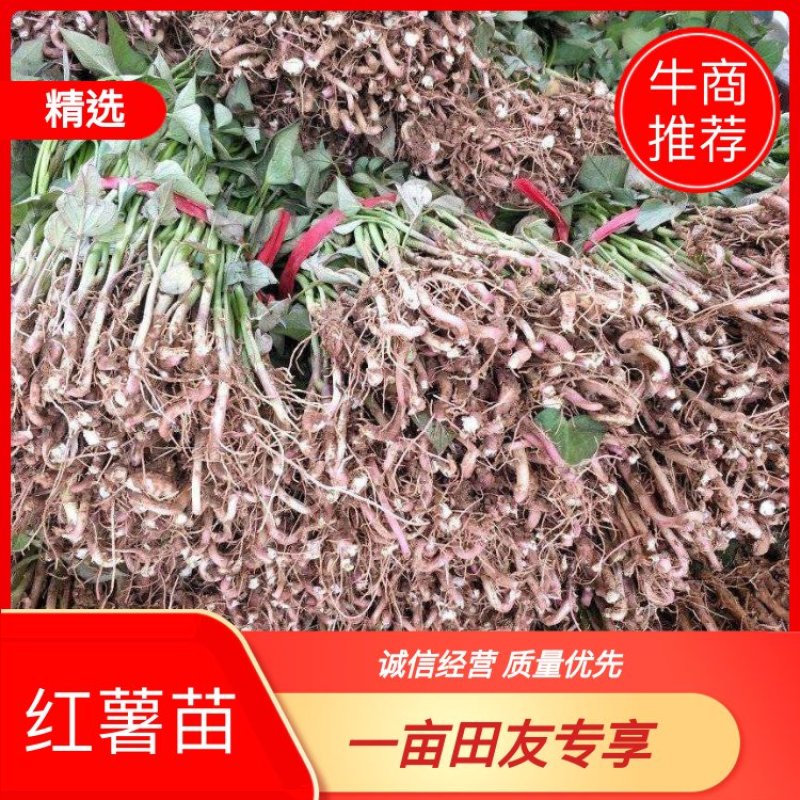 商薯苗基地直供，脱毒原种红薯苗，一手货源质量保证量大价优