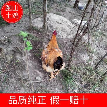【优质】土鸡四川正宗跑山鸡一手货源品种保证全国发货