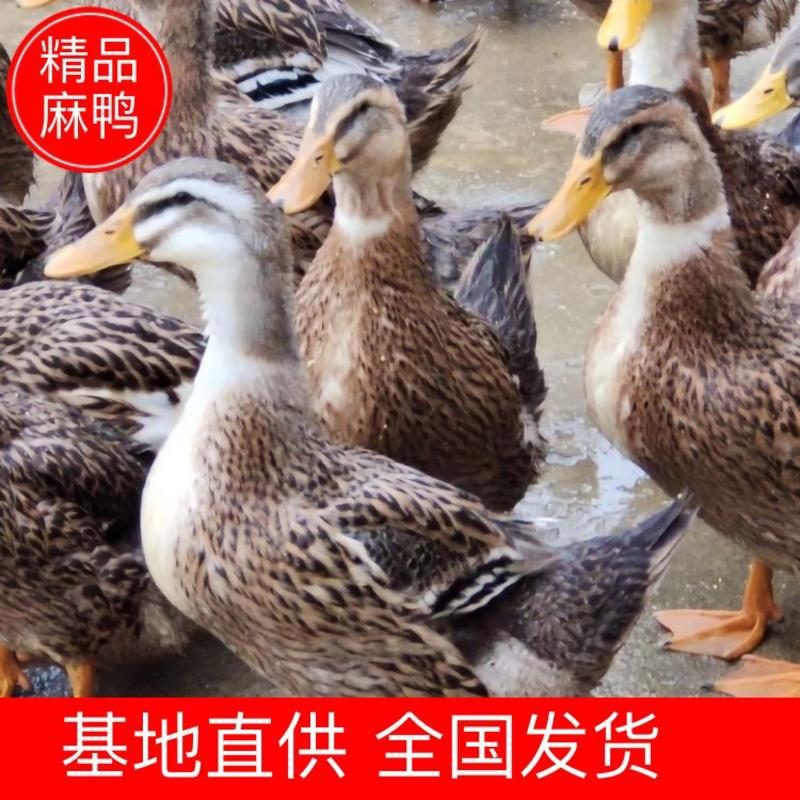 【鸭】麻鸭正宗散养鸭一手货源品质保证量大从优