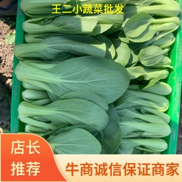 精品上海青小青菜小油菜大量现货，大棚陆地都有