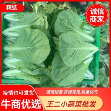 精品大棚毛白菜上海青，基地纯一手低价供应