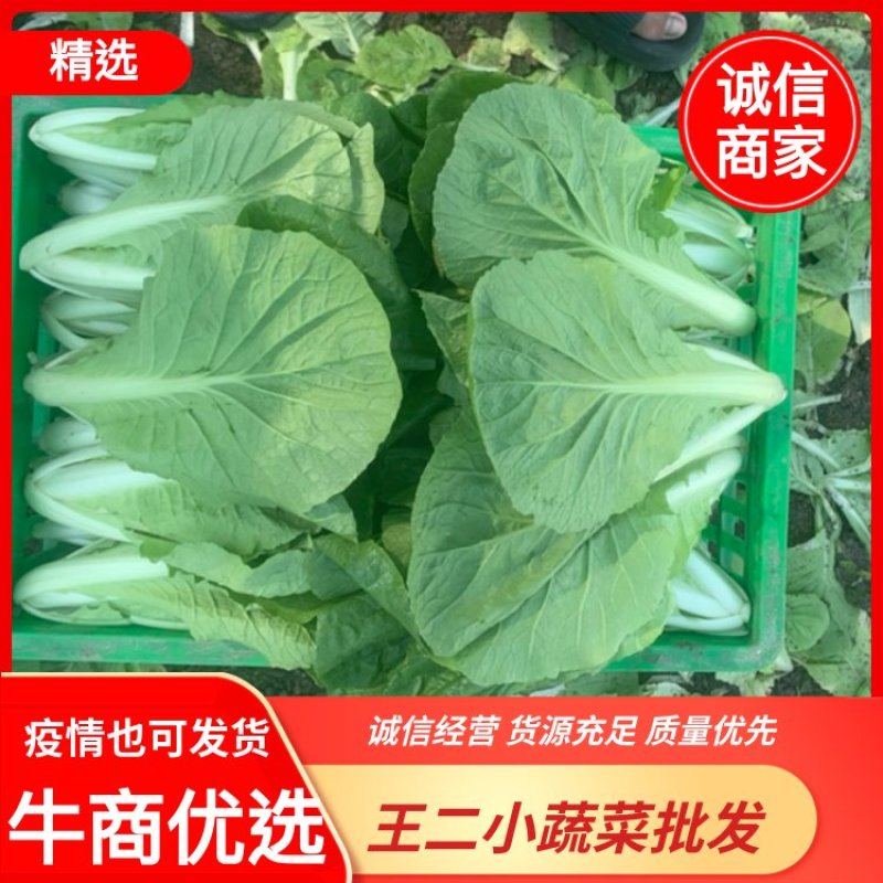 精品大棚毛白菜上海青，基地纯一手低价供应