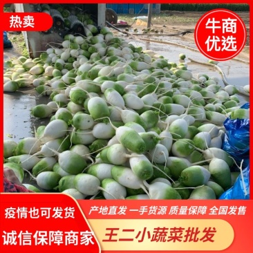 青萝卜，安徽产青萝卜光滑细腻，保证不糠心品质保障，货源充足