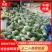 青萝卜，安徽产青萝卜光滑细腻，保证不糠心品质保障，货源充足