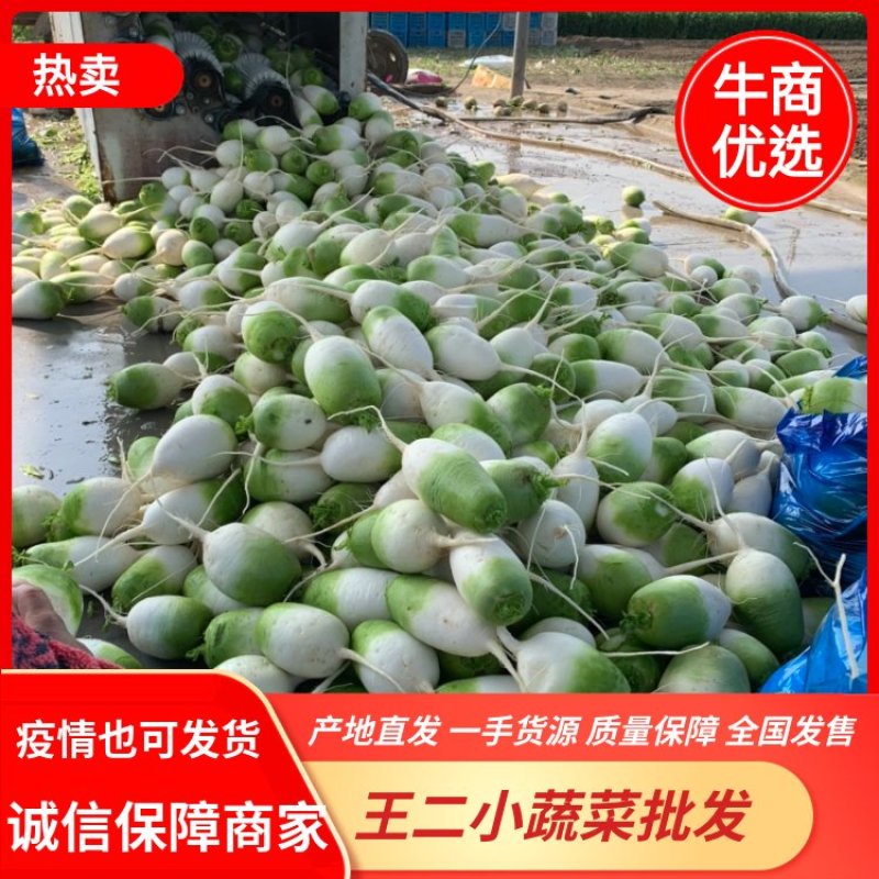 青萝卜，安徽产青萝卜光滑细腻，保证不糠心品质保障，货源充足