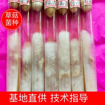 草菇菌种，栽培菌种母种，原种，栽培种，给栽培技术包回收