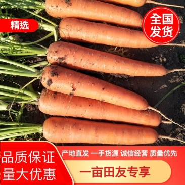 推荐精品三红胡萝卜山东胡萝卜大量供应产地直销价格实惠