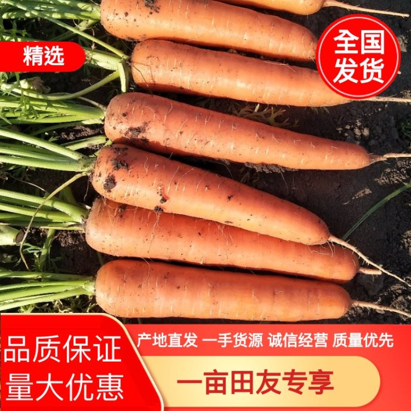 推荐精品三红胡萝卜山东胡萝卜大量供应产地直销价格实惠