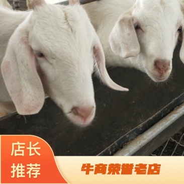 货到付款诚信商家白山羊黑山羊奶山羊黑头杜