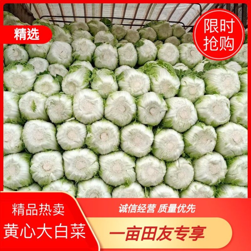 山东沂南工棚黄心白菜.净菜4-6斤无烧心无烧边全国发货