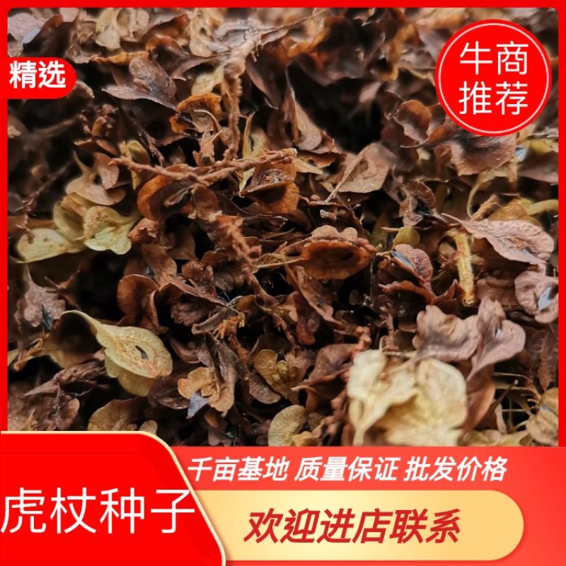 虎杖种子包发芽包成活率技术指导，基地直销