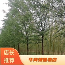旱柳大量供应中，成活率高一手货源，欢迎采购交流看货