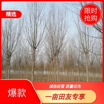 金丝垂柳大量供应中，基地直供，价格优惠，欢迎咨询